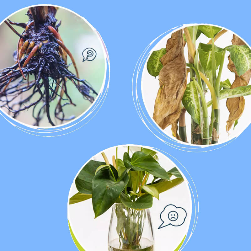 Solution nutritive végétale tout usage — Favorise la croissance et la vitalité !