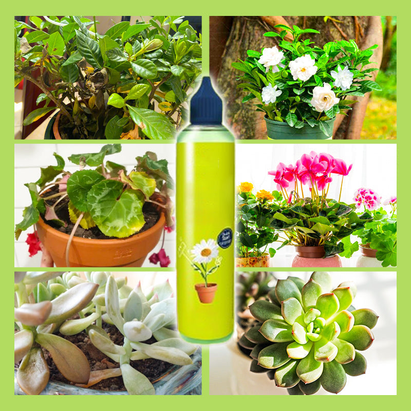 【Nutriment polyvalent pour plantes d'intérieur et d'extérieur】—Une bouteille en main, le monde est à vous !