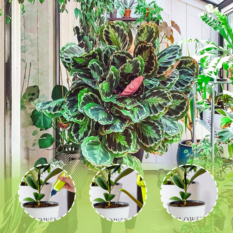 【Nutriment polyvalent pour plantes d'intérieur et d'extérieur】—Une bouteille en main, le monde est à vous !