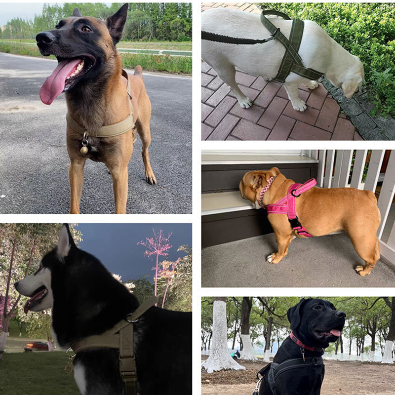 Harnais tactique robuste pour chien 2026 – Anti-traction, anti-étranglement. Bandes réfléchissantes pour les promenades nocturnes. Poignée rembourrée et facile à prendre en main.
