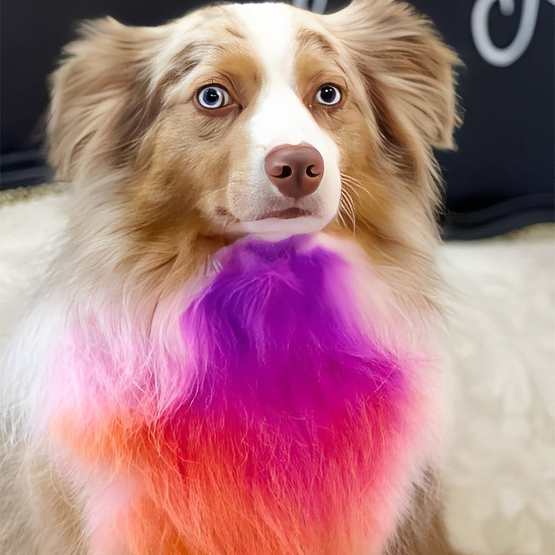 Teinture non toxique pour poils d'animaux – temporaire, lavable, 12 couleurs, pour chiens et chats