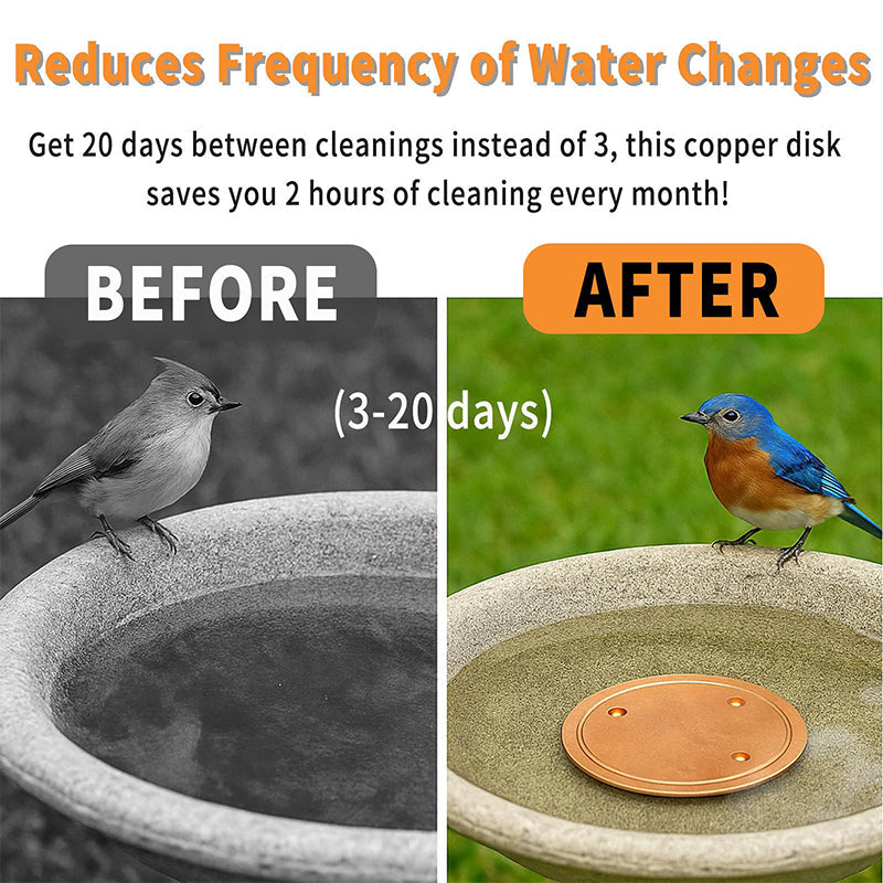 Anti-algues naturel pour bains d'oiseaux et fontaines